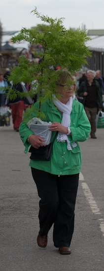 Harrogate Flower Show 2011