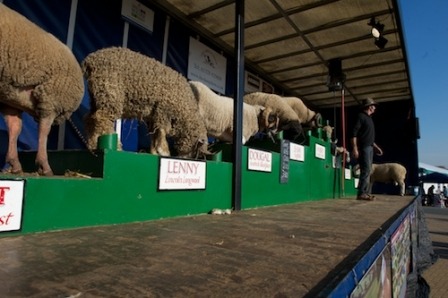 Sheep Show at Countryside live