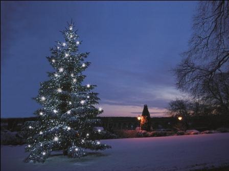 Light up a Life tree 