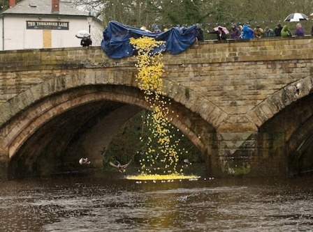 Knaresborough Duck Race 2012