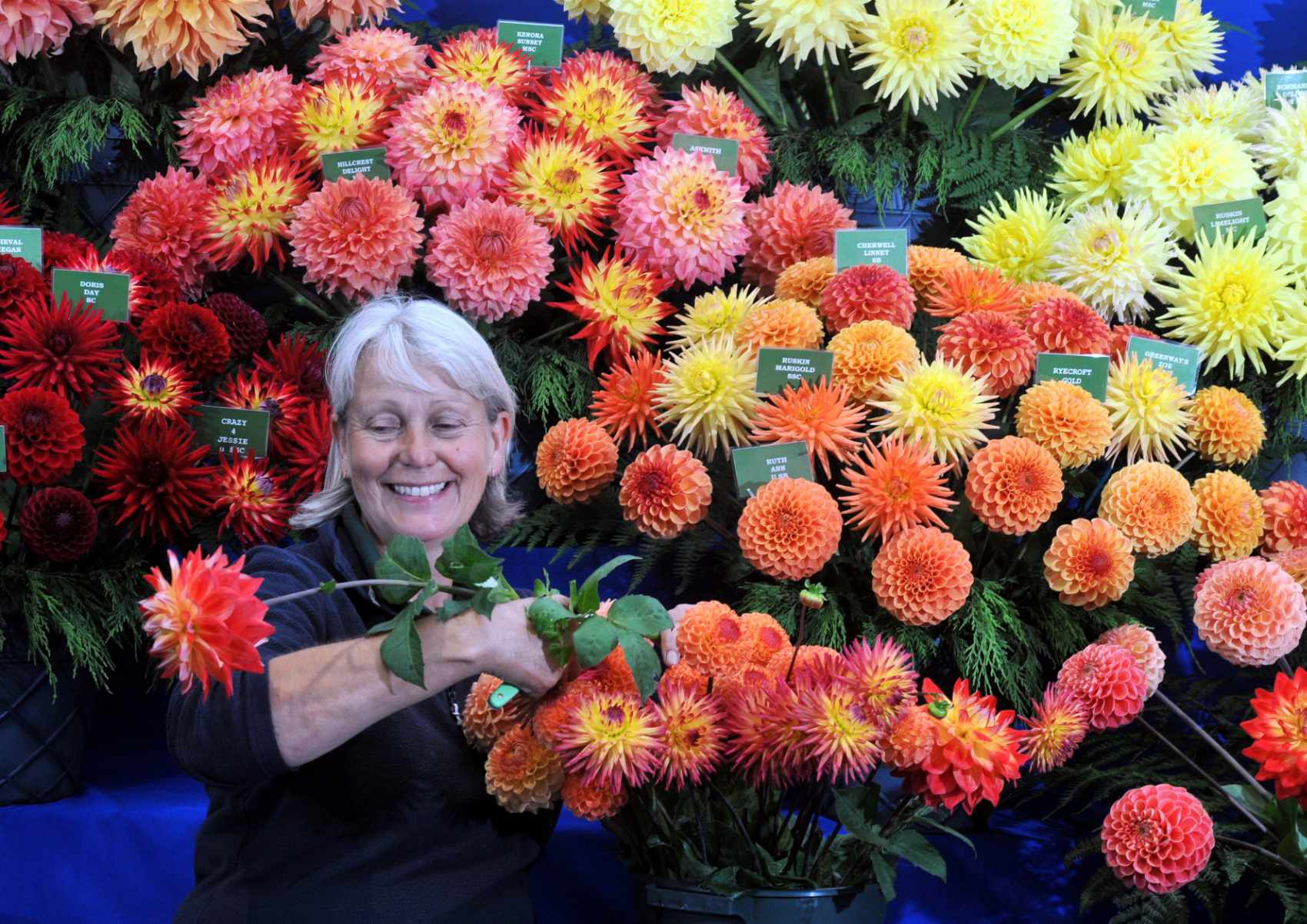 Harogate autumn flower show