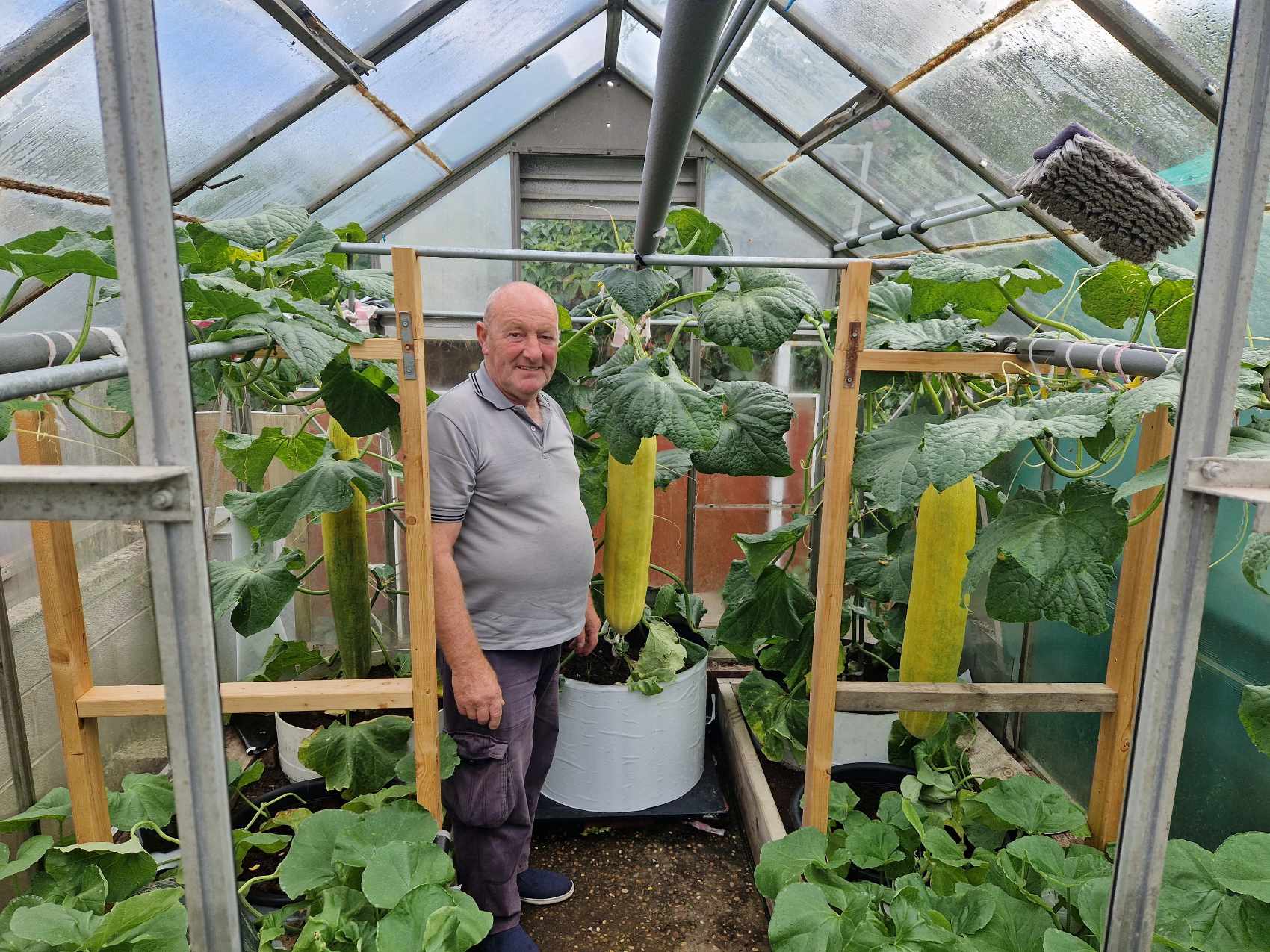 Joe Atherton tending his giant cucumbers ready for the Harrogate Autumn Flower Show